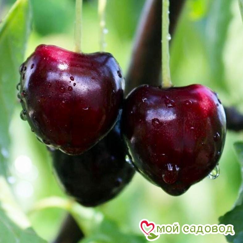 Черешня крупноплодная черная (Идеально для Варенья)