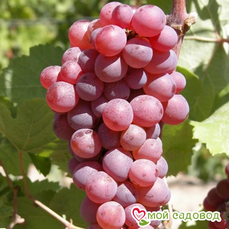 Виноград Тайфи розовый