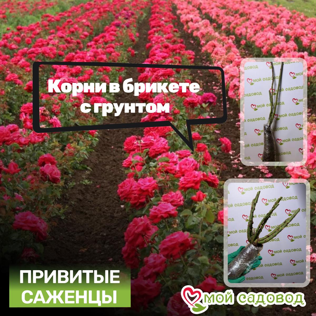 Роза спрей Лидия