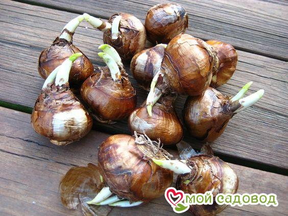 Нарцисс Сприн Вид